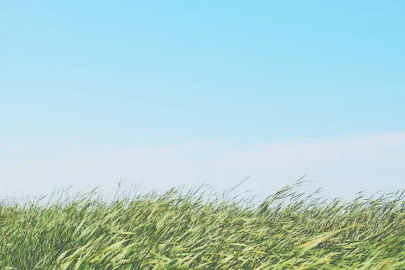 Cazino Ted Bingo Cazinou Suport